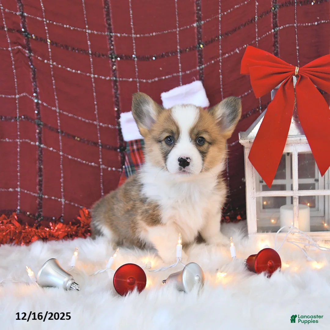 Welsh Corgi Pembroke dogs for sale: Roxy - Ad 12