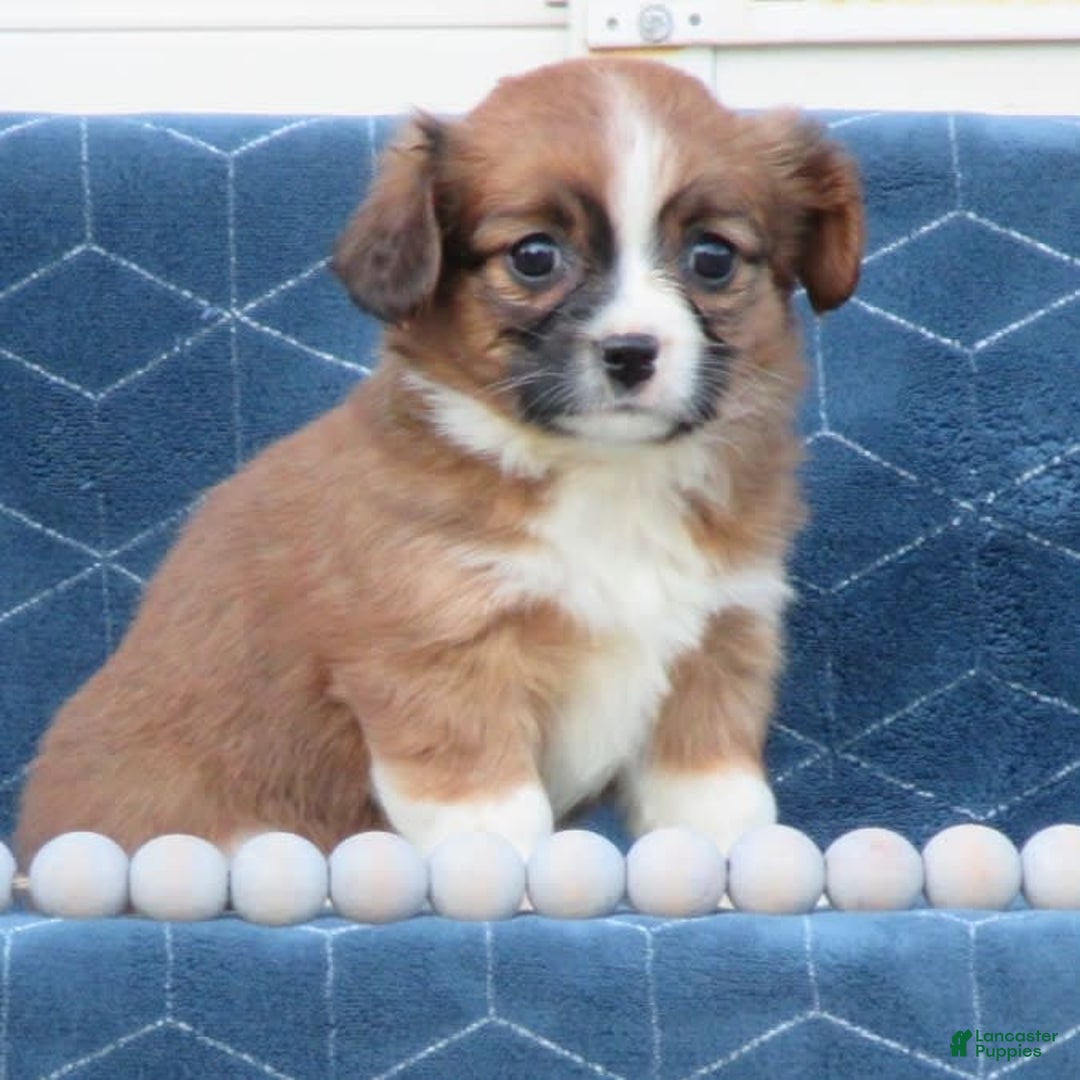 Gallery Image {{count}}