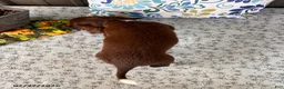 Miniature Dachshund dogs for sale: Gordy - Ad 4