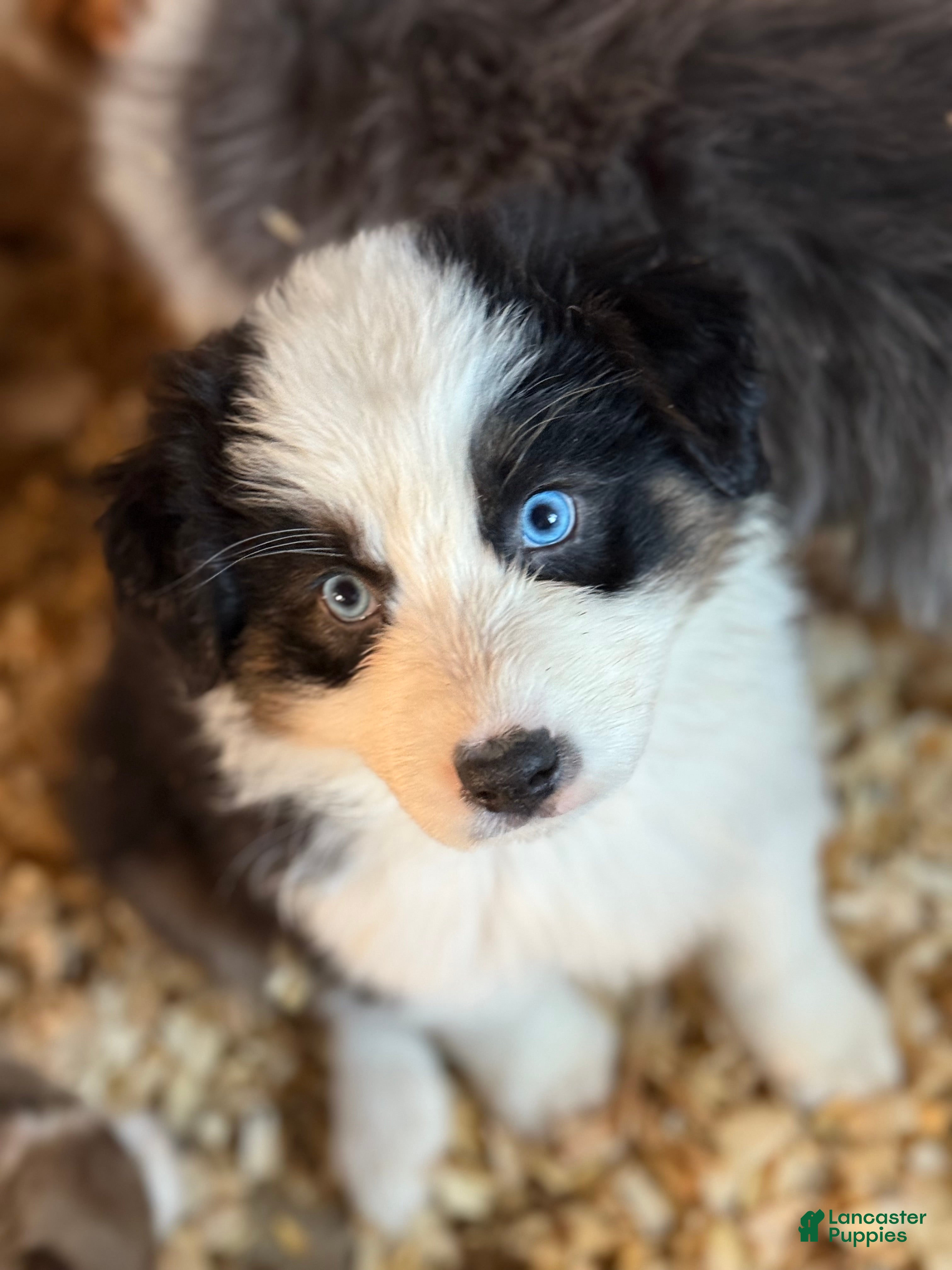 Australian Shepherd dogs Australian Shepherd Puppy 4 - Ad 20