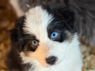 Australian Shepherd dogs Australian Shepherd Puppy 4 - Ad 32