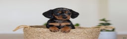 Miniature Dachshund dogs for sale: Ivy - Ad 9