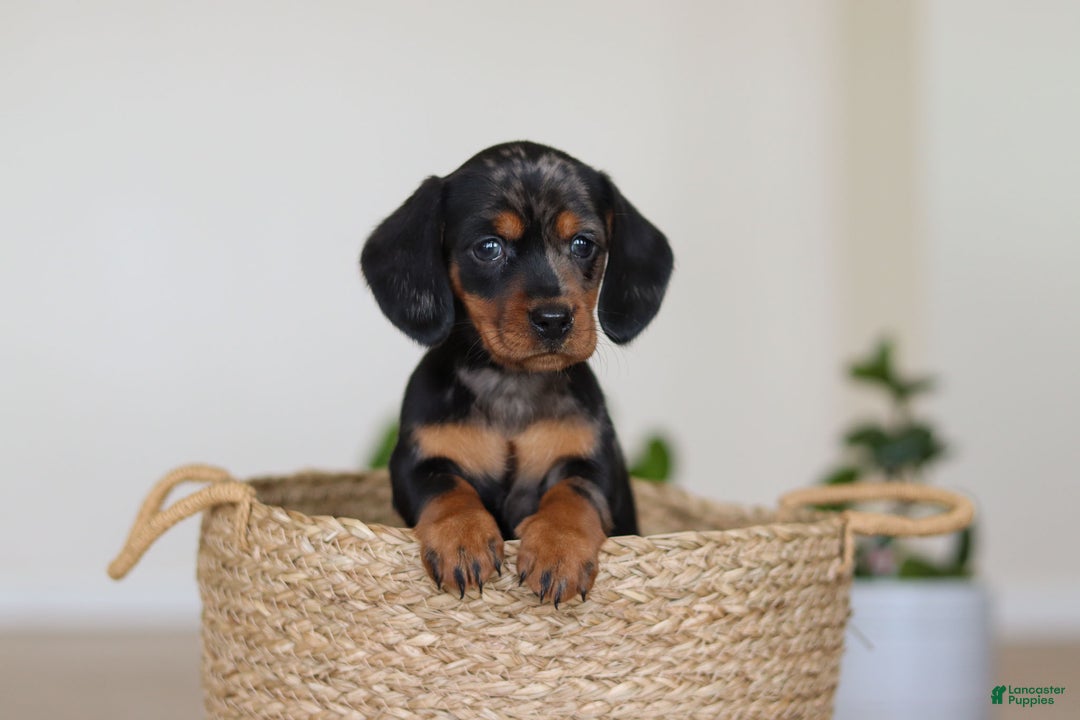 Miniature Dachshund dogs for sale: Ivy - Ad 9