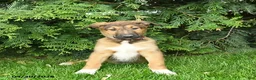 Mixed Breed dogs for sale: Erwin  - Ad 1