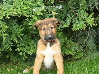 Mixed Breed dogs for sale: Erwin - Ad 1