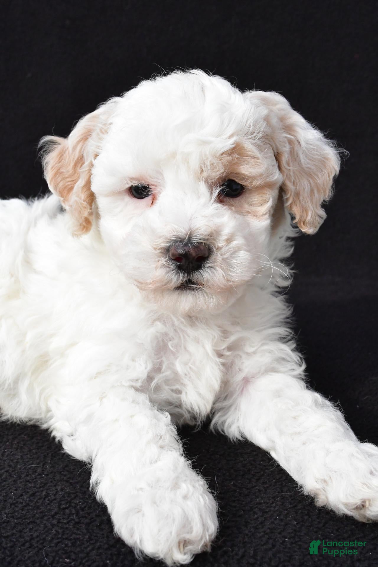 Maltipoo dogs for sale: Gibson - Ad 2