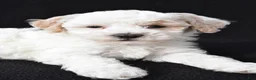 Maltipoo dogs for sale: Gibson - Ad 2