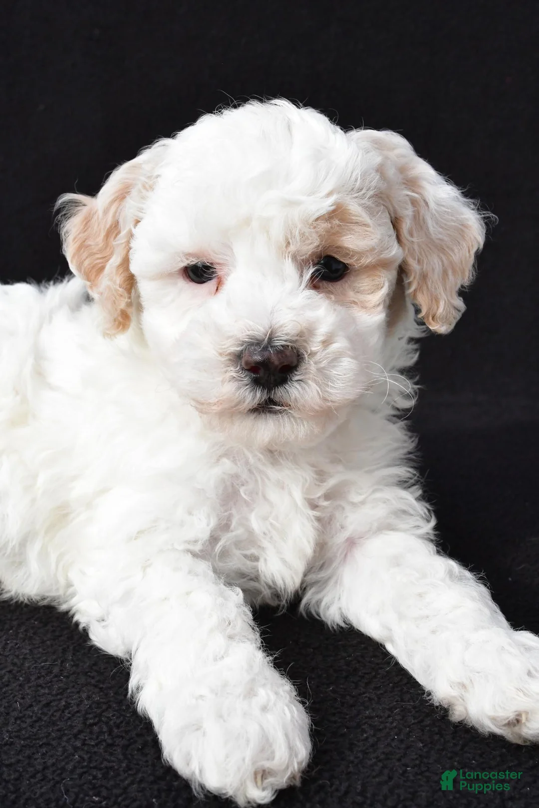 Maltipoo dogs for sale: Gibson - Ad 2