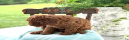 Miniature Poodle dogs for sale: Teddy - Ad 10