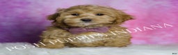 Maltipoo dogs for sale: Chuckie - Ad 3