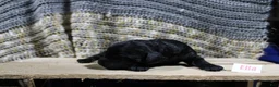 Mini Goldendoodle dogs for sale: Ella - Ad 1