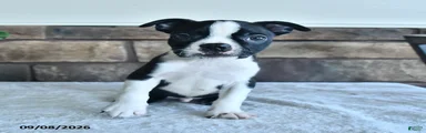 Casper