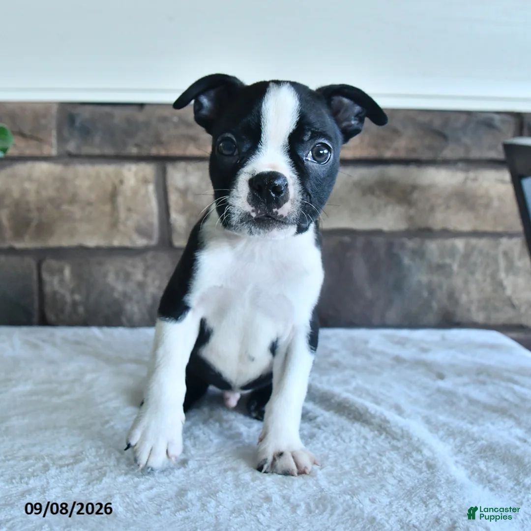 Boston Terrier dogs for sale: Casper - Ad 1