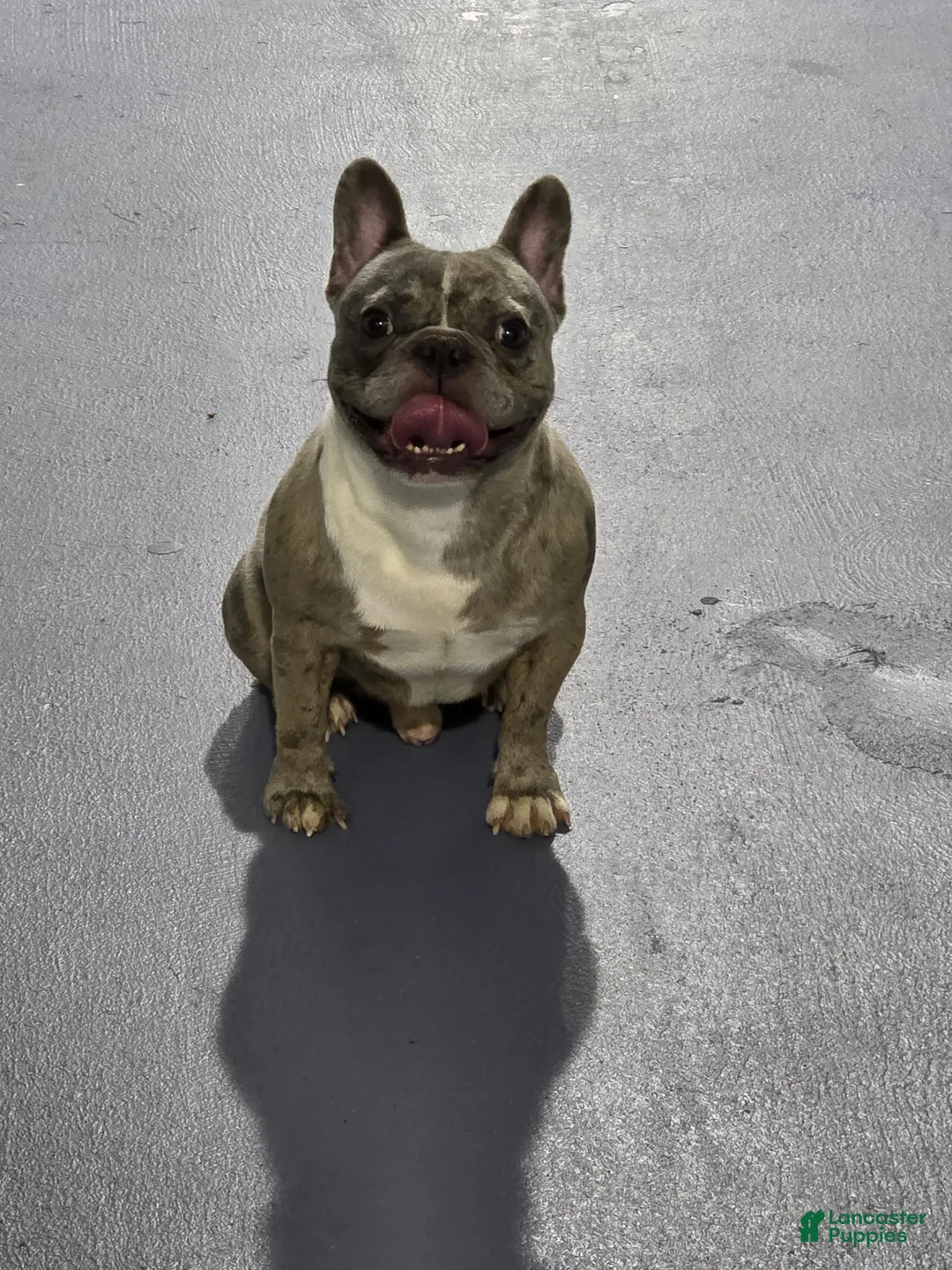French Bulldog dogs for sale: French Bulldog Puppy 2 - Ad 2
