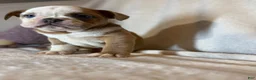 English Bulldog dogs for sale: Spot - Ad 4