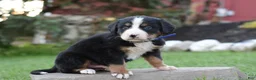 Bernese Mountain Dog dogs for sale: Blippi - Ad 2