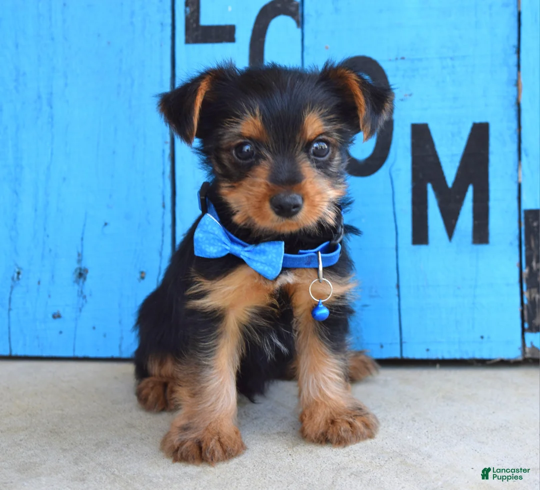 Yorkshire Terrier dogs for sale: Hudson - Ad 2