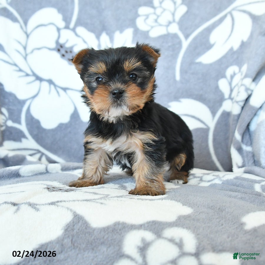 Yorkshire Terrier dogs for sale: Duchess - Ad 1