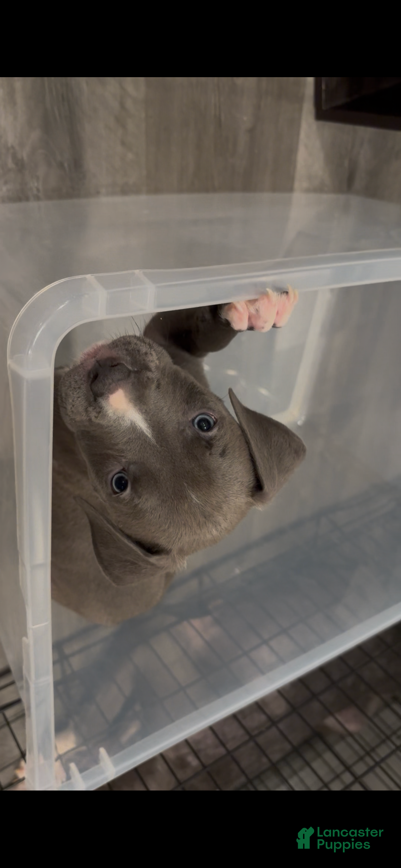 Mixed Breed dogs Theodore  - Ad 25