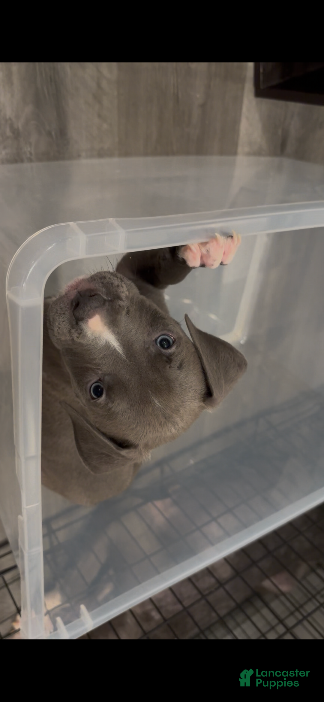 Mixed Breed dogs for sale: Theodore  - Ad 1