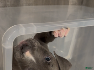 Mixed Breed dogs Theodore - Ad 25