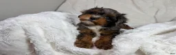 Cavapoo dogs for sale: Peanut 🥜  - Ad 21
