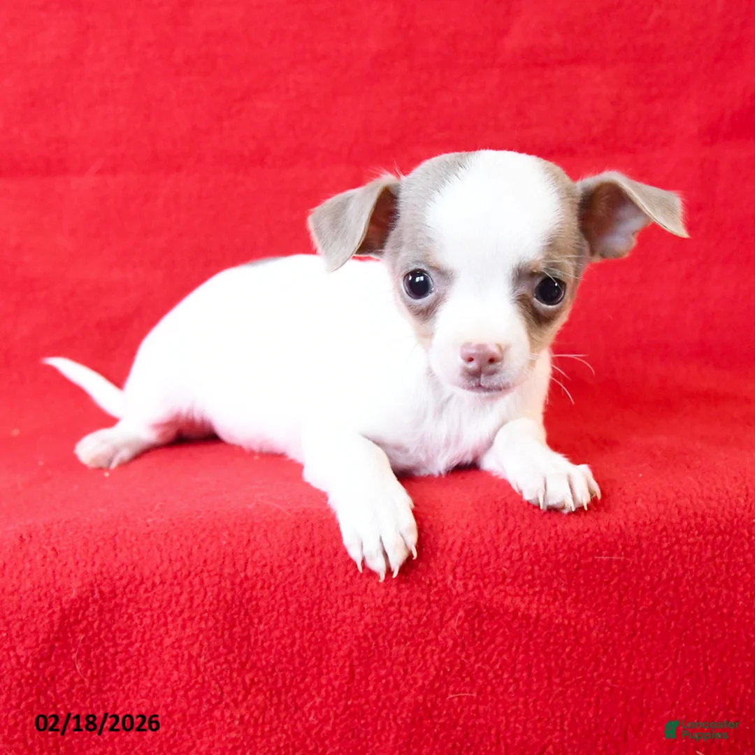 Chihuahua dogs for sale: Chico - Ad 2