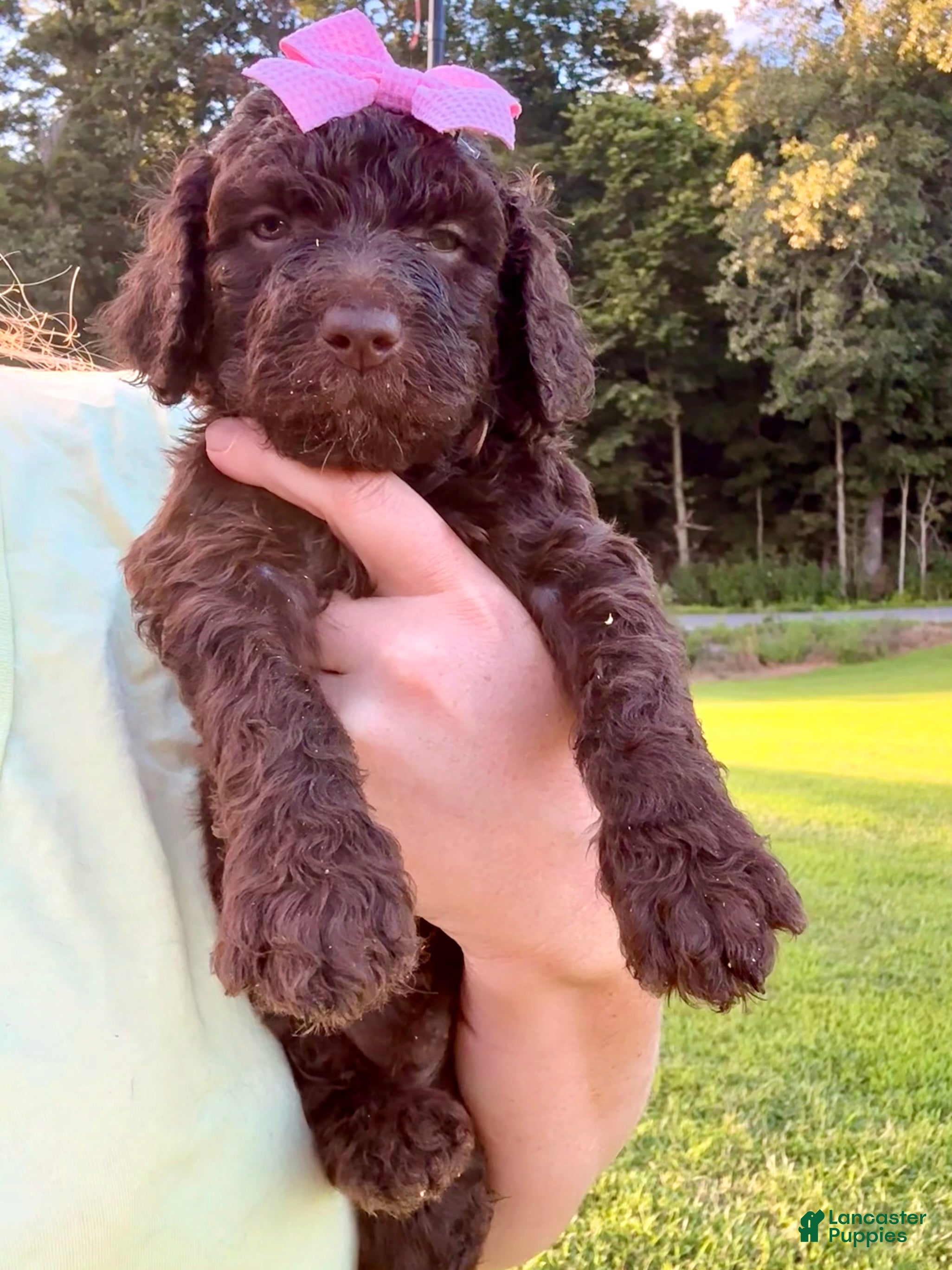 Standard Poodle dogs Pink collar - Ad 1