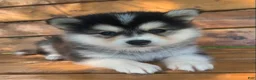 Alaskan Klee Kai dogs for sale: Happy Little Charlotte! - Ad 6
