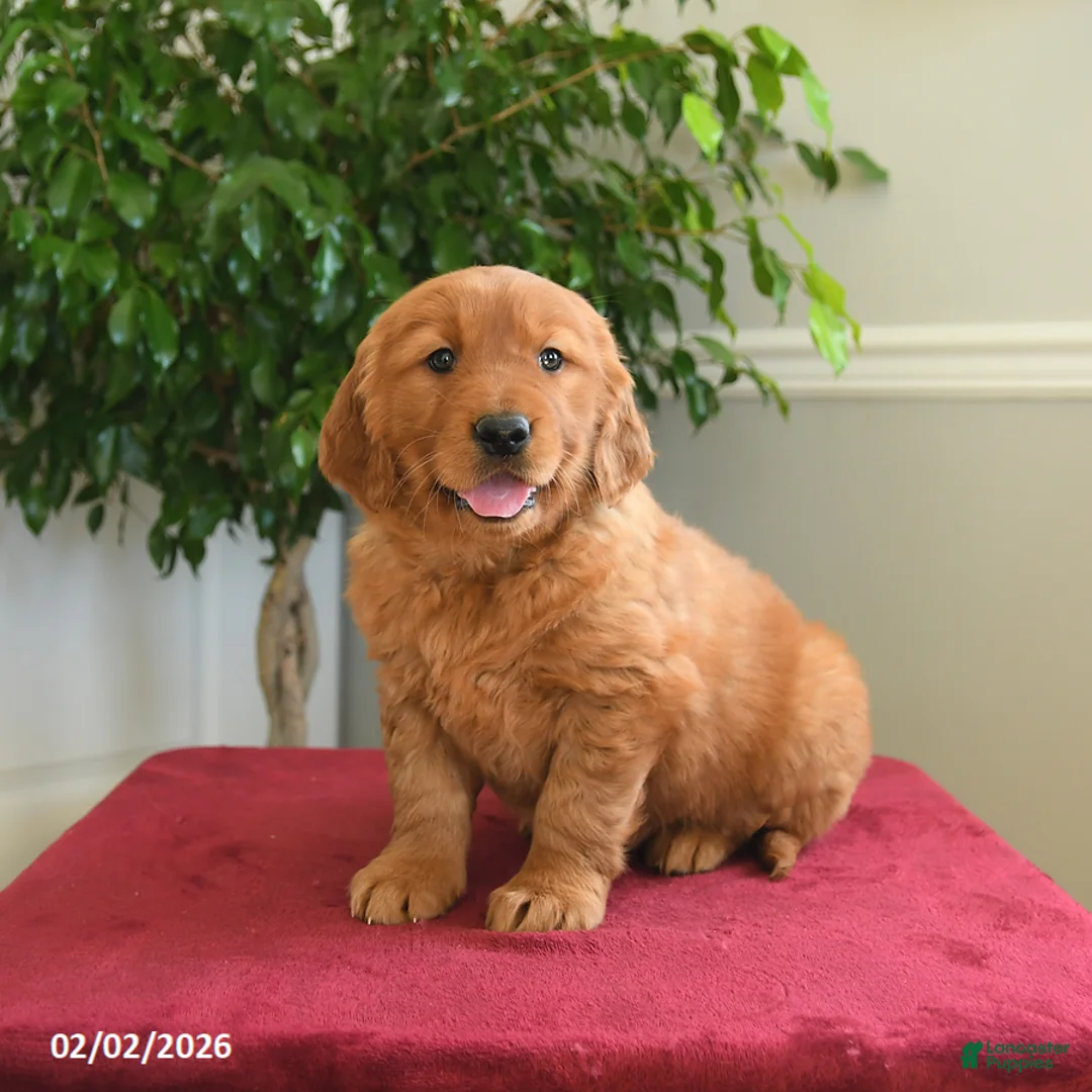 Golden Retriever dogs for sale: Pixy - Ad 3