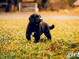 Mixed Breed dogs Daisy - Ad 20