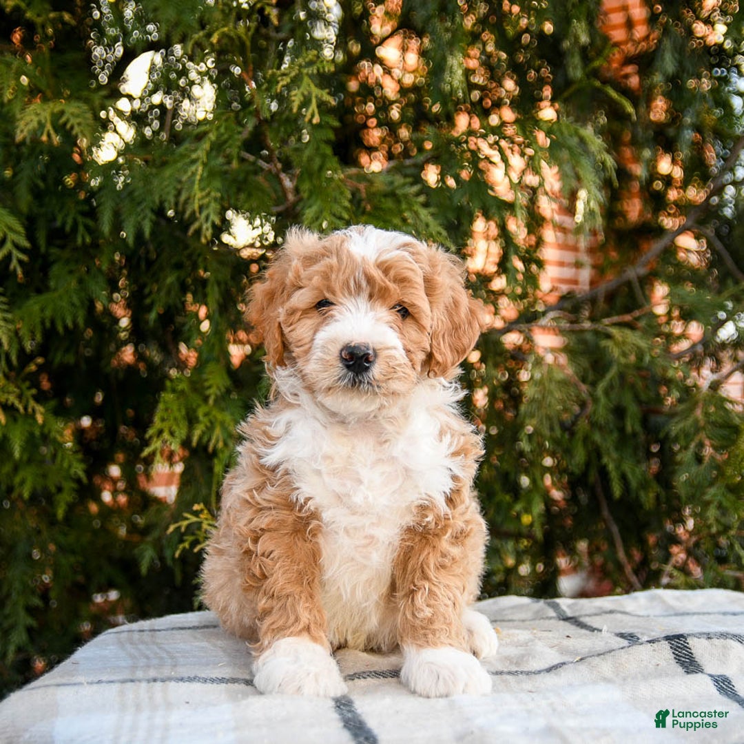 Mini Bernedoodle dogs for sale: Ace - Ad 2