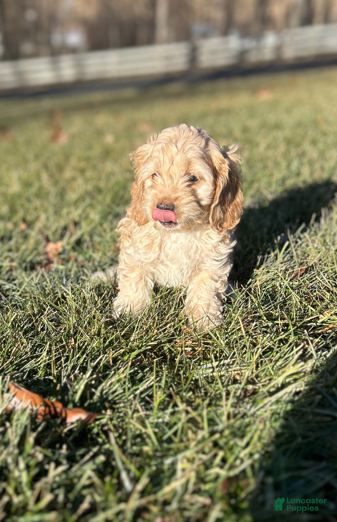 Cockapoo dogs Vena - Ad 20