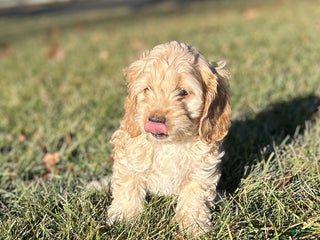 Cockapoo dogs Vena - Ad 20