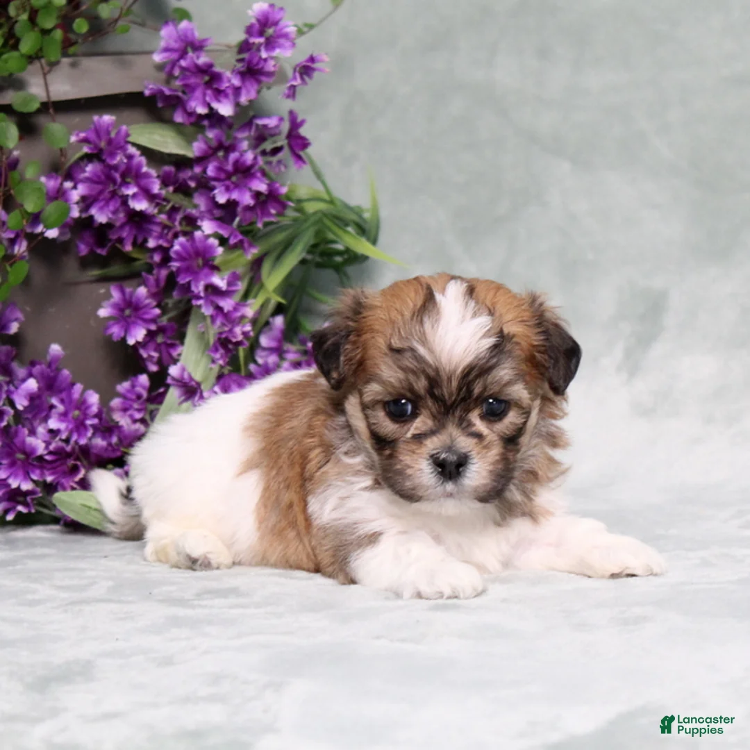 Teddy Bear dogs for sale: Winston - Ad 2