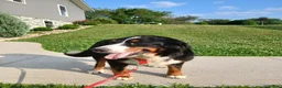 Bernedoodle dogs for sale: Lexy - Ad 5