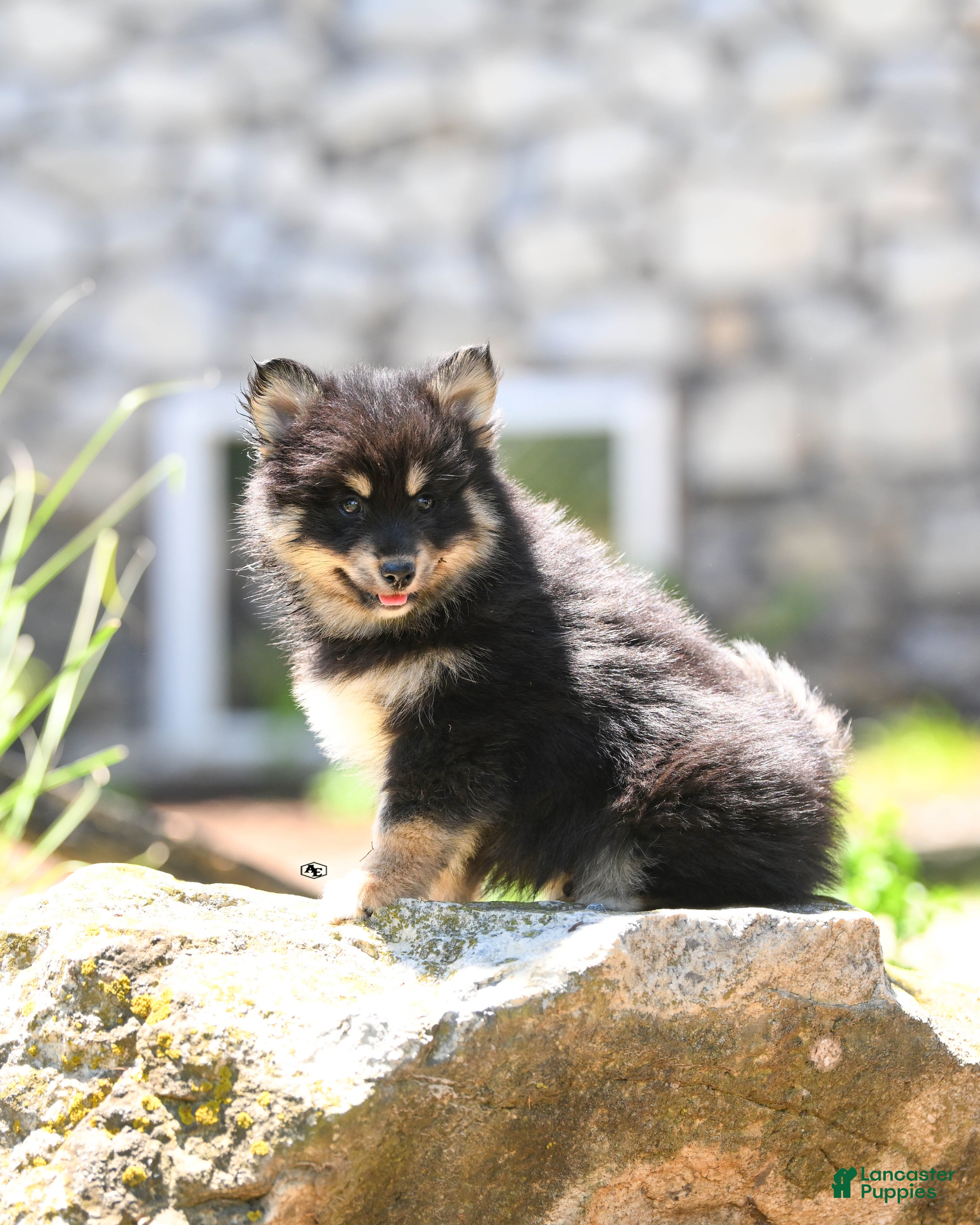 Pomsky dogs Finley  - Ad 1
