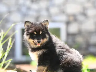Pomsky dogs for sale: Finley - Ad 3