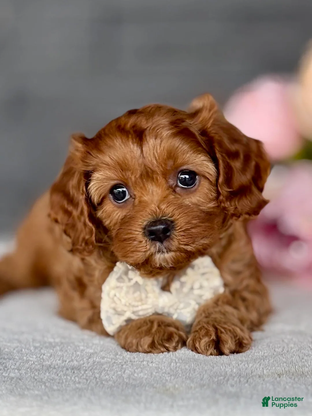 Cavapoo dogs for sale: Mable Cavapoo Puppy  - Ad 1