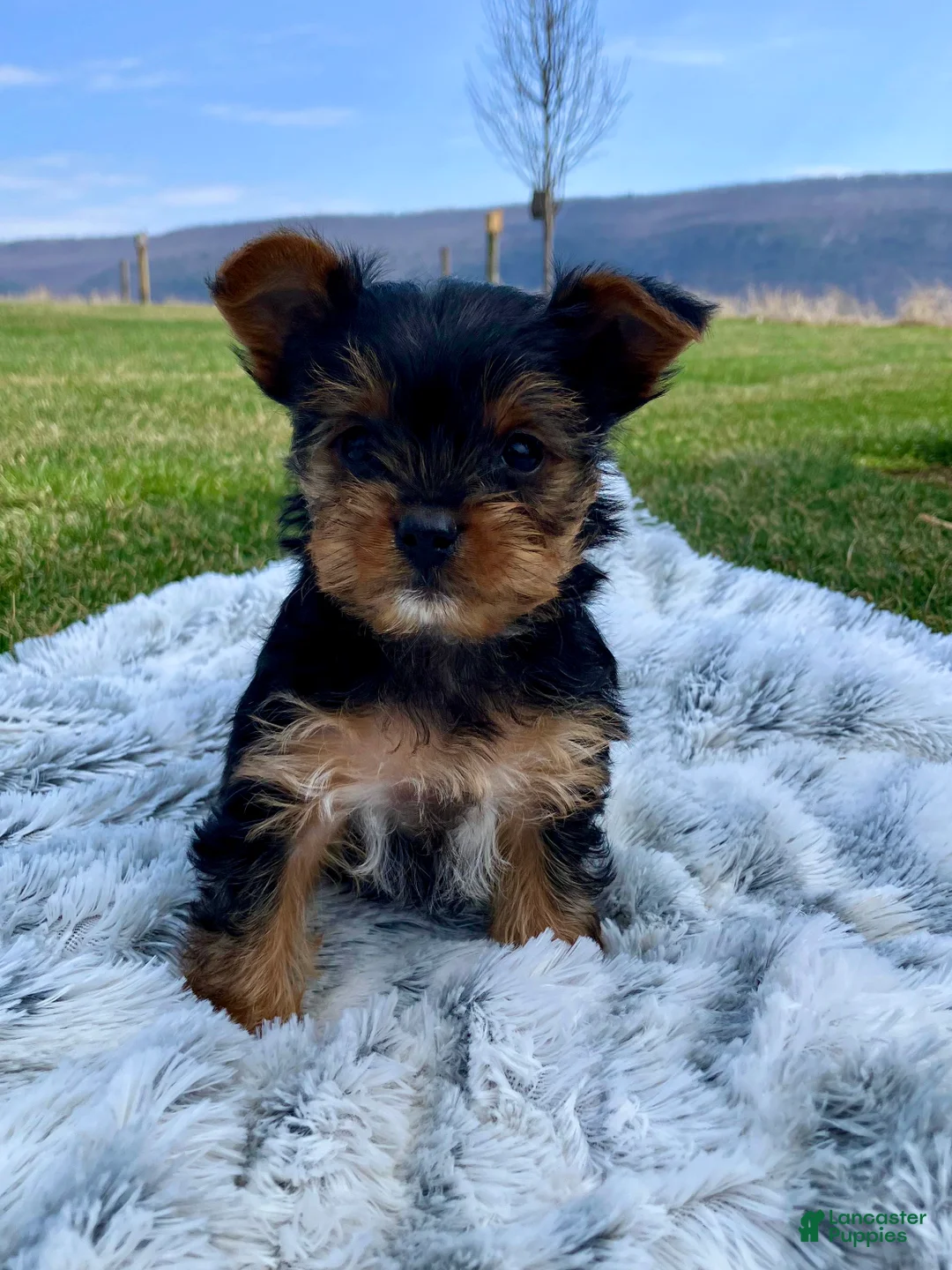 Yorkshire Terrier dogs for sale: Dolly - Ad 1