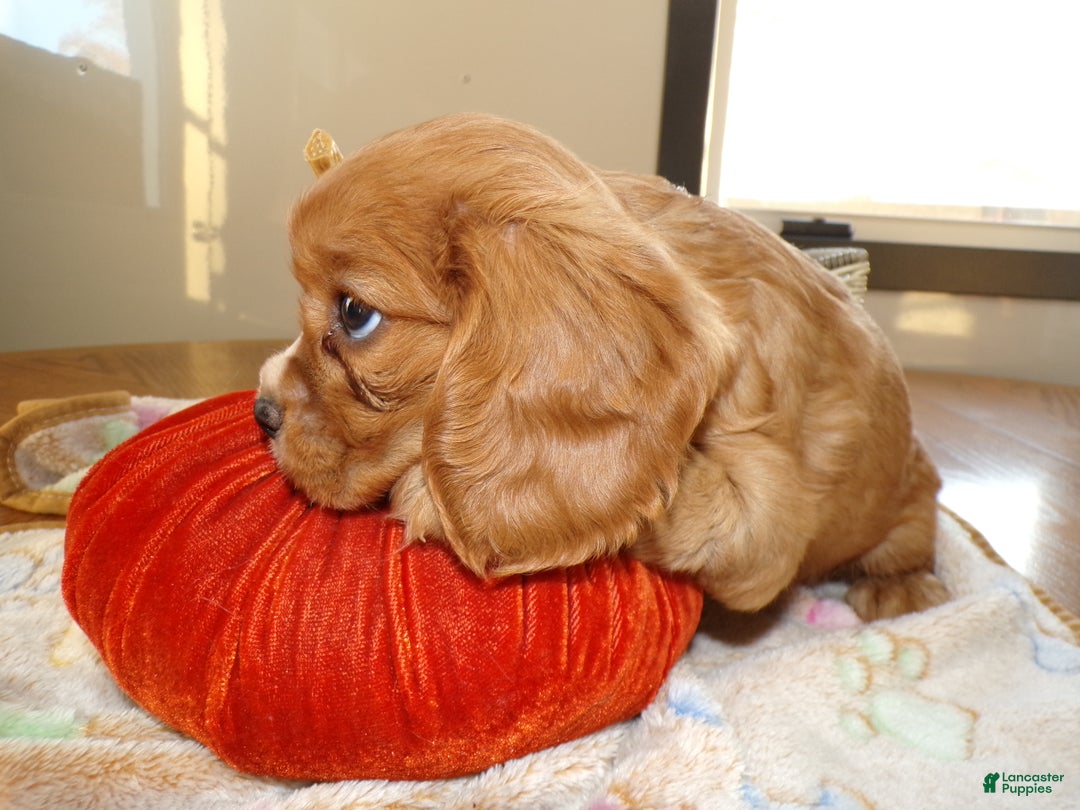 Cavalier King Charles Spaniel dogs for sale: Cavalier King Charles Spaniel Puppy 2 Tucker - Ad 2