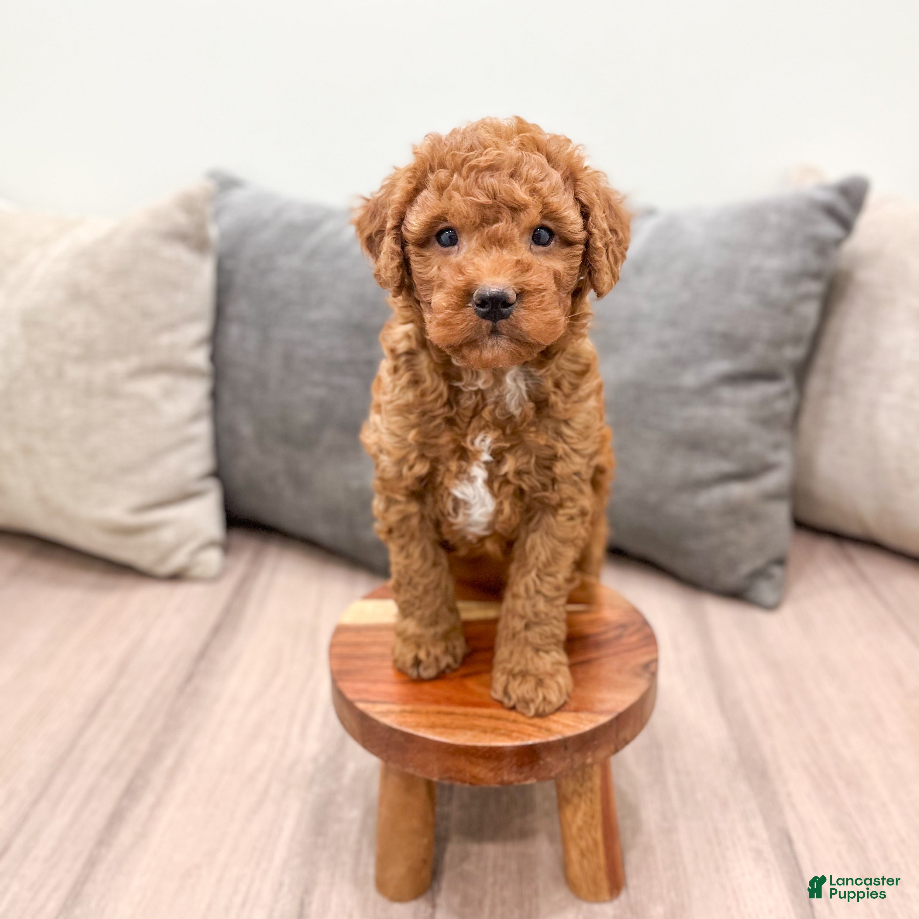 Goldendoodle dogs Max - Ad 1