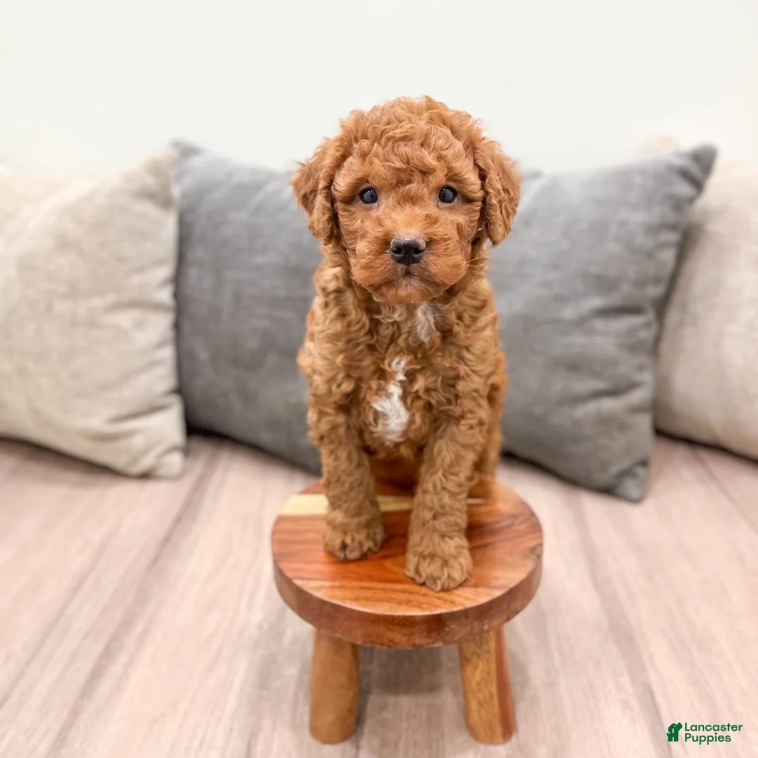 Goldendoodle dogs for sale: Max - Ad 1