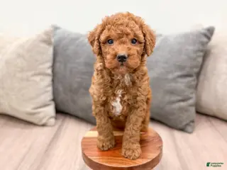 Goldendoodle dogs for sale: Max - Ad 4