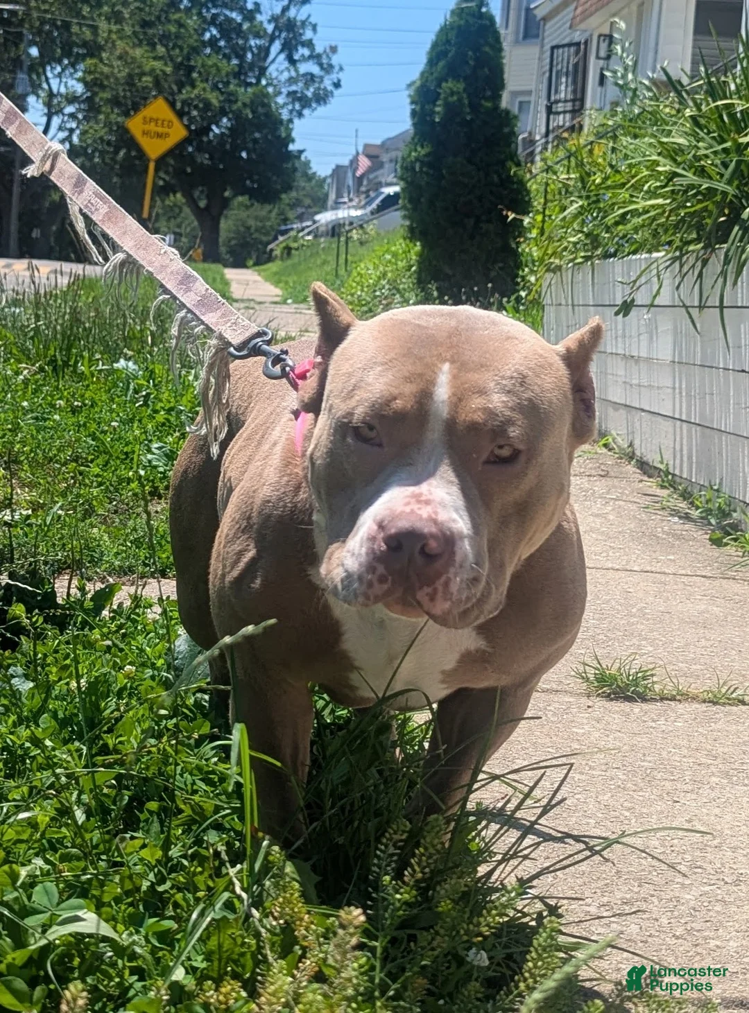 American Bully dogs for sale: American Bully Puppy 6 - Ad 2