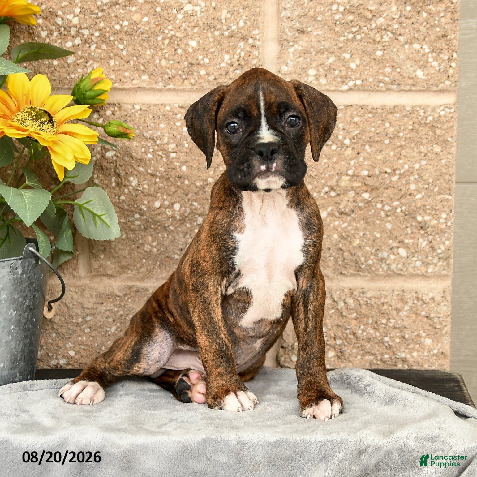Boxer dogs Braxton - Ad 1