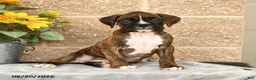 Boxer dogs for sale: Braxton - Ad 1