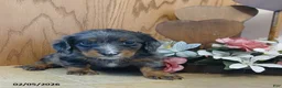 Miniature Dachshund dogs for sale: Valentine - Ad 1