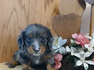 Miniature Dachshund dogs Valentine - Ad 27