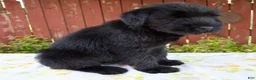 Giant Schnauzer dogs for sale: Rachelle - Ad 4